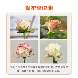 京东鲜花 玫瑰 30枝 40cm 2-3配色 鲜切花
