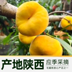 孙悟空 陕西黄金油蟠桃4斤，单果重100g+