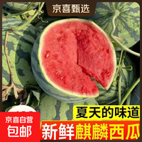 正宗安徽砀山无籽美都麒麟西瓜 9-10斤/个