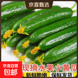 京喜加 寿光水果黄瓜无刺小黄瓜小青瓜生吃新鲜瘦身减脂蔬菜 黄瓜新鲜带箱 2斤