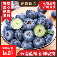 京喜 国产花香蓝莓大果脆甜现摘新鲜脆甜 实惠中果(12-15mm+) 12盒,多买更实惠(净重100g/盒)