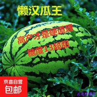 懒汉瓜王 西瓜种子 1包约50粒