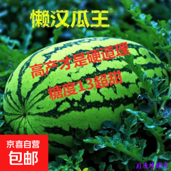 懒汉瓜王 西瓜种子 1包约50粒