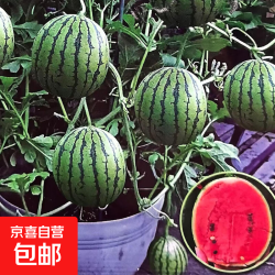 盆栽蜂蜜小西瓜种子1包