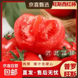 现摘山东普罗旺斯沙瓤口感西红柿生吃水果番茄包邮 5斤普罗旺斯西红柿 4.5斤 净重 中大果（单果100g+）