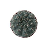 种花迷 绯花玉仙人球盆栽 白玉原盆原土 中球5-6cm