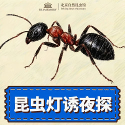 单人昆虫灯诱夜探体验票（需电话预约）-北京市自然昆虫博物馆