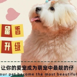 狗狗美容造型·0.1-10斤宠物美容