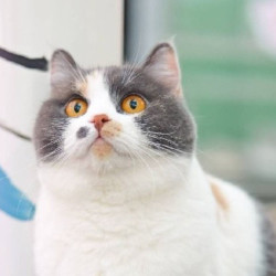 猫咖两人同行·一小时撸猫券 （工作日/周末通用）