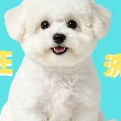 狗不限毛长洗澡｜
