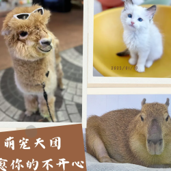 工作日•家庭撸宠套餐•2大1小