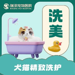 长毛猫洗护·健康护理·剪指甲·肛门腺清理