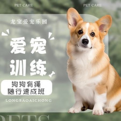 狗狗有绳随行速成班