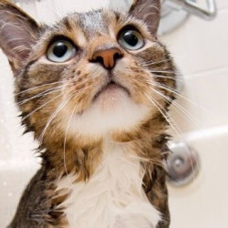 猫洗澡｜短毛｜SPA｜短毛猫精细洗浴