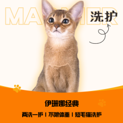 ISB 伊珊娜｜两洗一护｜不限体重｜短毛猫洗护