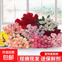 京喜 云南基地直发玫瑰鲜花全国速递配女友生日礼物家用水养插京东快递 尝鲜价-5支随机玫瑰+喷泉草半扎