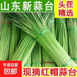 京喜 山东红帽蒜苔  头茬 1斤净重
