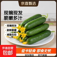 京喜加 黄瓜新鲜 带箱 6斤