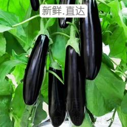 京喜 山东紫皮长茄  2斤带箱