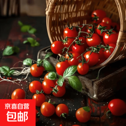 露天纯天然 云南高山小番茄 圣女果带箱3斤 2.8斤净重