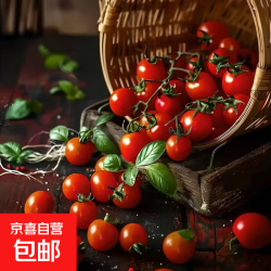 云南 高山小番茄 圣女果 5斤