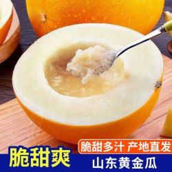 琪江果 山东黄金蜜瓜 净重4-5斤1-2个