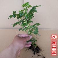 周金祥 幸福树平安树盆栽 60厘米高 不含盆