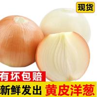 新鲜甘肃黄洋葱便宜大个葱头超市生鲜批发沙拉生甜直播间 黄洋葱2斤