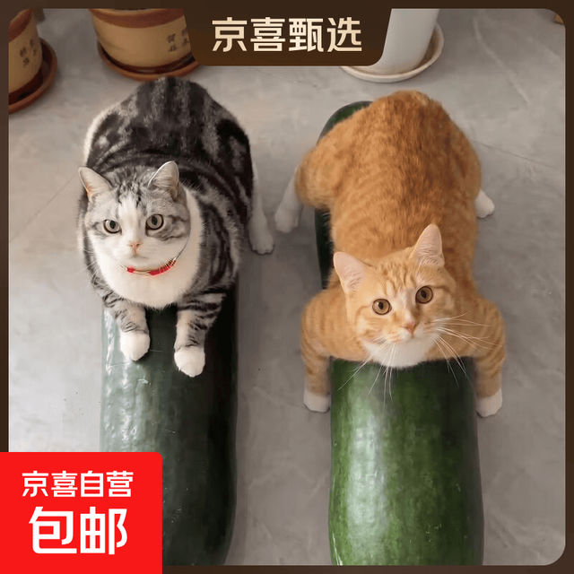河南 小香冬瓜 9斤 带箱