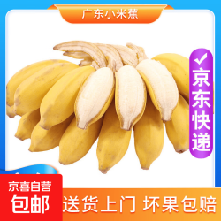 京喜加 小米蕉 带箱5斤