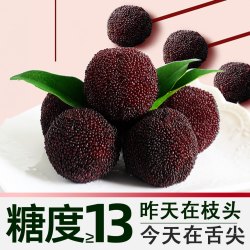 印象仙居 大果速发东魁大杨梅杨梅皇颗粒装现摘现发新鲜浙江当季水果