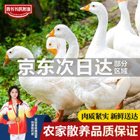 鲁爷爷的农场 国产清真散养仔鹅 8-9斤 冷冻嫩鹅