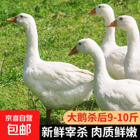 农家散养大白鹅 冷冻整只鹅肉 9-10斤
