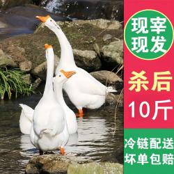 农家散养白鹅 冷冻大鹅 4.5-5斤