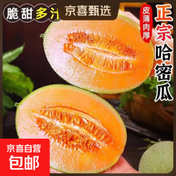 京喜加 海南哈密瓜水果现货正宗保甜当季新鲜水果脆甜晓蜜哈密瓜 精选1.5-2斤