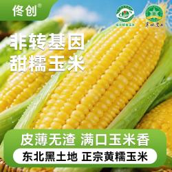 佟小满 +东北黄糯玉米棒+10棒