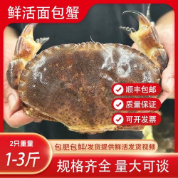 海渔链 熟冻面包蟹 黄金蟹母蟹膏蟹  黄道蟹 海鲜蟹类 鲜活面包蟹500-600g*2只