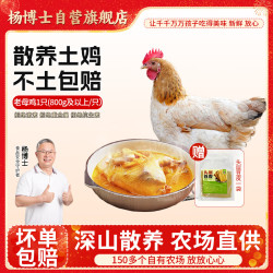杨博士 皖南土鸡竹林鸡老母鸡2号净重800g及以上源头直发包 邮