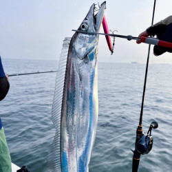 七条船 舟山带鱼新鲜冷冻整条小眼带鱼刀鱼海鲜水产野生海钓带鱼大号油带 2.5斤——（2条装）超大