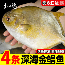 北海湾 新鲜海捕金鲳鱼 大鲳鱼海鲜平鱼冷冻扁鱼冰鲜大鲳鱼海鱼银鱼鱼类  共4条