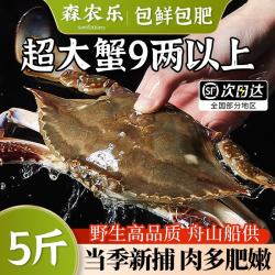 森农乐 舟山梭子蟹鲜活特大野生大螃蟹新鲜冷冻海鲜水产海蟹飞蟹白蟹 9两以上/只