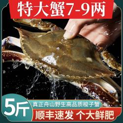 鲜喜利 梭子蟹鲜活特大野生舟山大螃蟹海鲜新鲜冷冻海蟹水产飞蟹白蟹