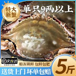 鲜喜利 梭子蟹鲜活特大野生舟山大螃蟹海鲜新鲜冷冻海蟹水产飞蟹白蟹 9两以上/只  9两以上/只