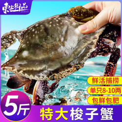 东上御品 舟山梭子蟹 鲜活大号野生大螃蟹新鲜冷冻海鲜水产海蟹 梭子蟹8-10两/只 5斤