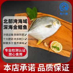 钦小鲜 北部湾深海金鲳鱼大号 检测认证 肉多刺少 深海新鲜冷冻海鲜水产 450-500g/条（2条装）冰鲜金鲳鱼