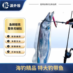 源外园  东海钓带鱼 新鲜船冻特级大钓带鱼整箱大号整条生鲜 鱼类带鱼 3斤无冰带鱼 色泽鲜亮带鱼