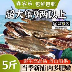 森农乐 舟山梭子蟹鲜活特大野生大螃蟹新鲜冷冻海鲜水产海蟹飞蟹白蟹 3-5两/只