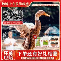 杨博士 老鸭 皖南散养 净含量≥1500g 2只+切块童子鸡