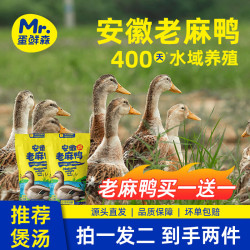 蛋鲜森 安徽老麻鸭1只2斤装 400天以上水域散养 新鲜宰杀 源头直发 老麻鸭1只装