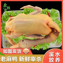 森牧农 农家散养土鸭老麻鸭整只新鲜鸭肉现杀煲汤红烧两年左右 4斤左右